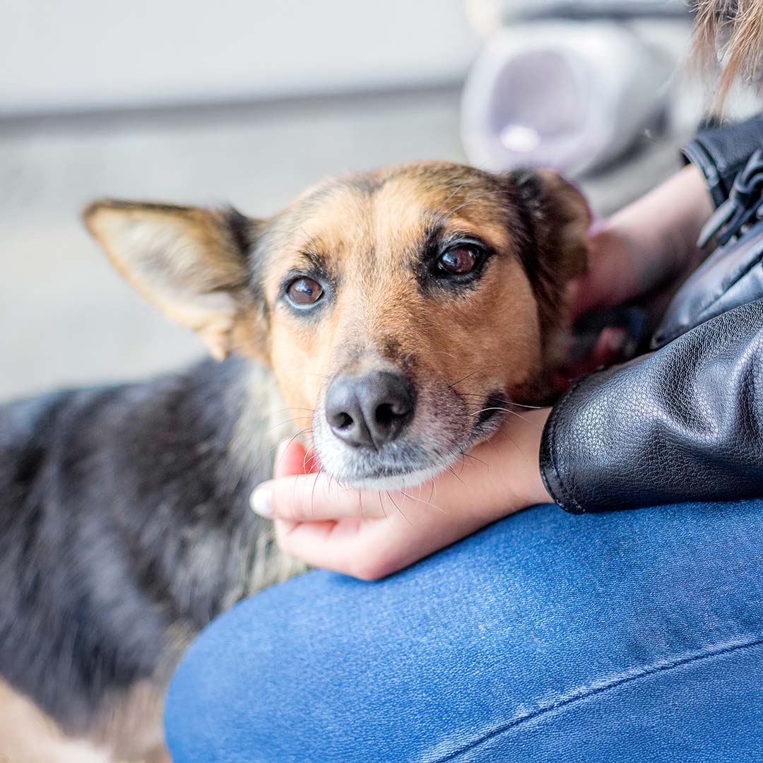 sick dog laying in owner's lap