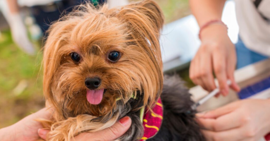 yorkshire terrier getting rabies vaccine in hind leg
