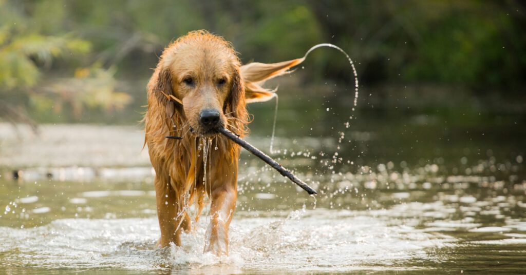 golden retriever carrying stick in water