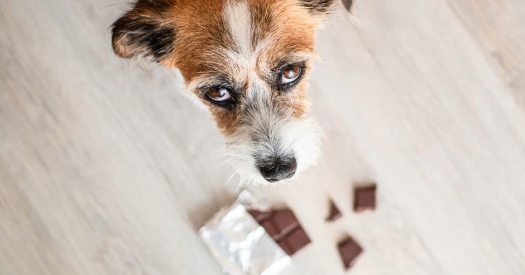 brown and white terrier dog looking up at person while standing above an open bar of chocolate on the floor