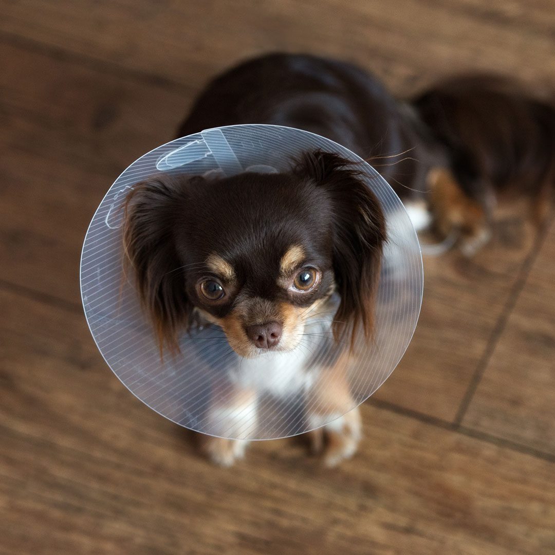 long haired brown chihuahua wearing a cone after surgery