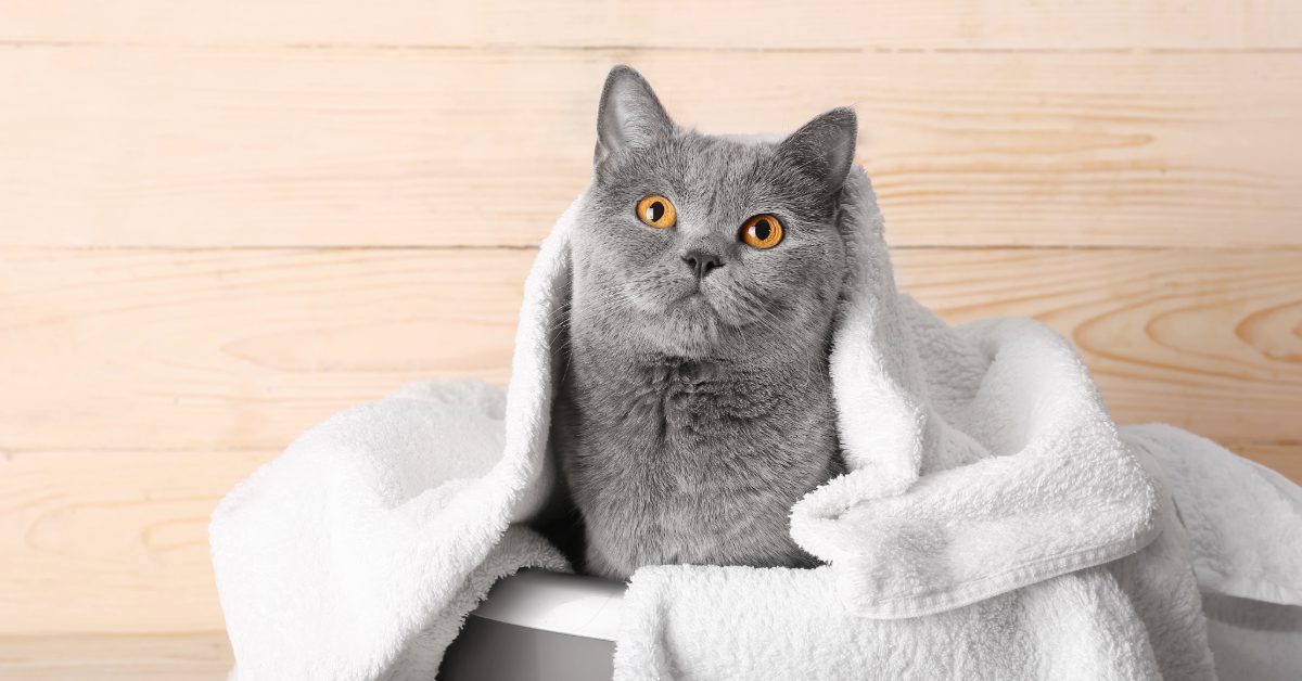 gray cat sitting in a laundry basket filled with white towels