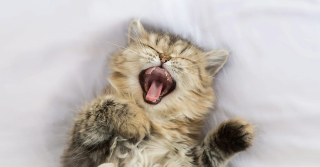 cat meowing while laying on its back
