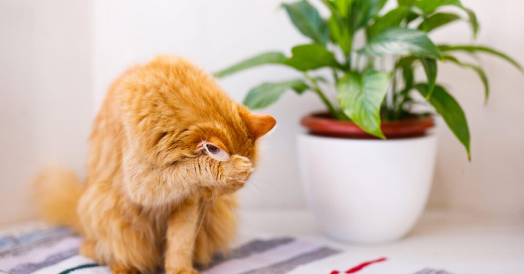 orange cat pawing at face after sneezing at home
