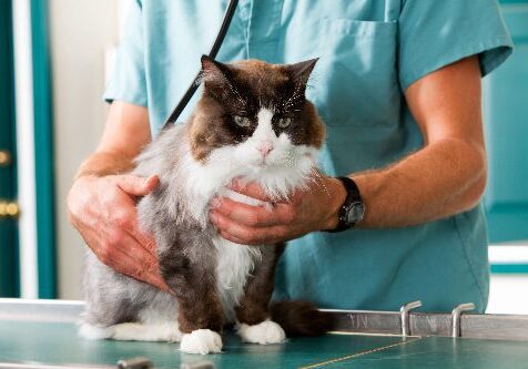 brown and white cat with the veterinarian during a wellness exam