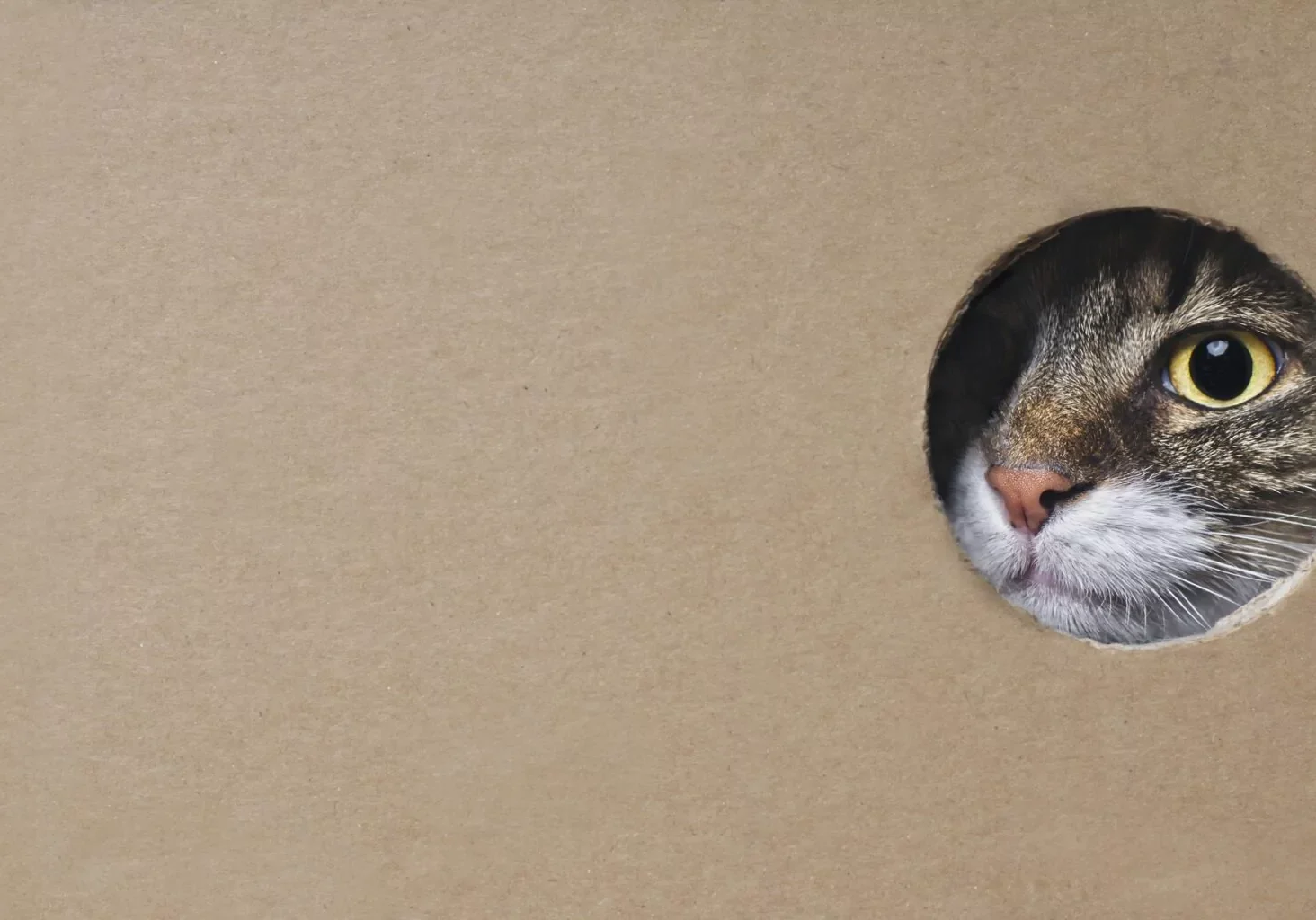 Cat Anxiety Holmdel Nj