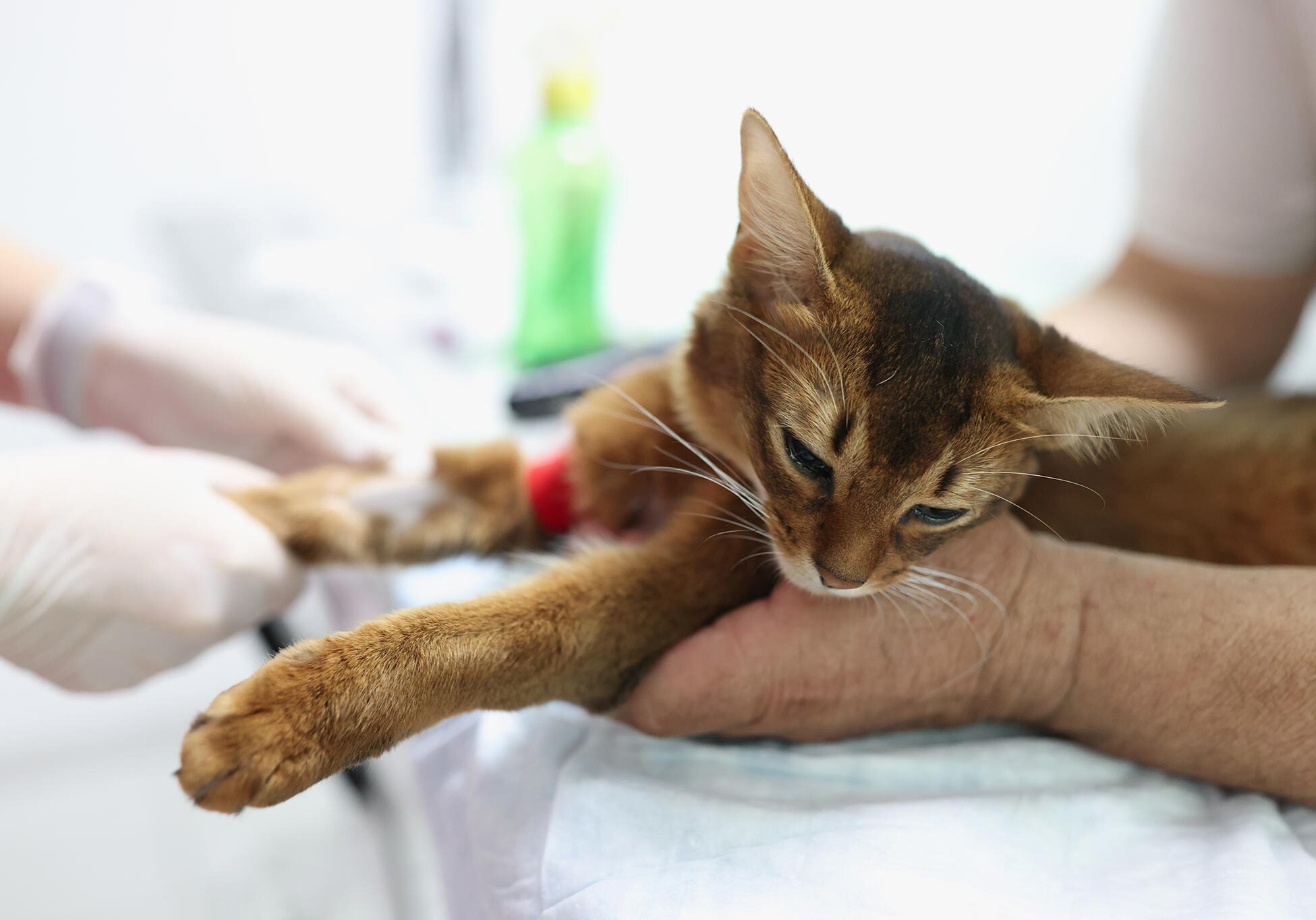 kitten with the veterinarian during a wellness exam