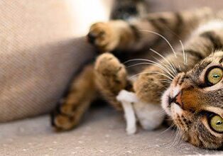 Cat On Couch With Toy