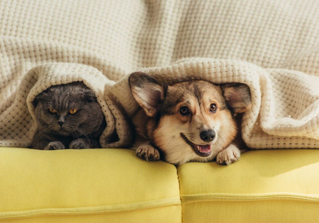 cute dog and cat laying under blanket on yellow couch