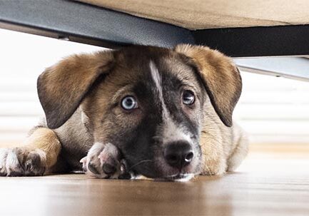 Dog Anxiety Holmdel Nj