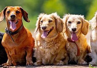 Dog Dna Test Holmdel Nj