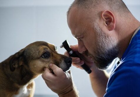 Dog Eyes Swelling