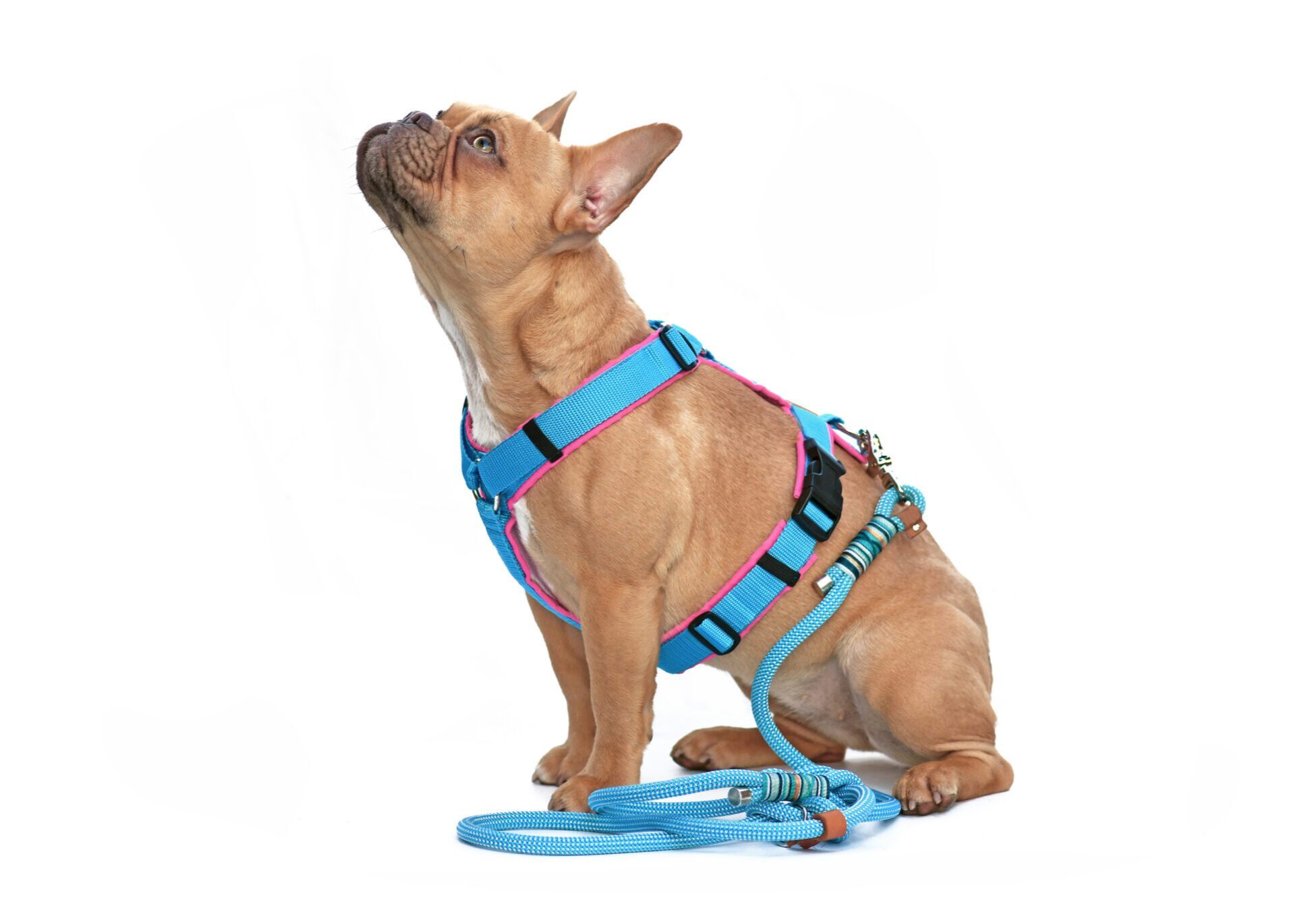 dog sitting down wearing a blue harness and leash