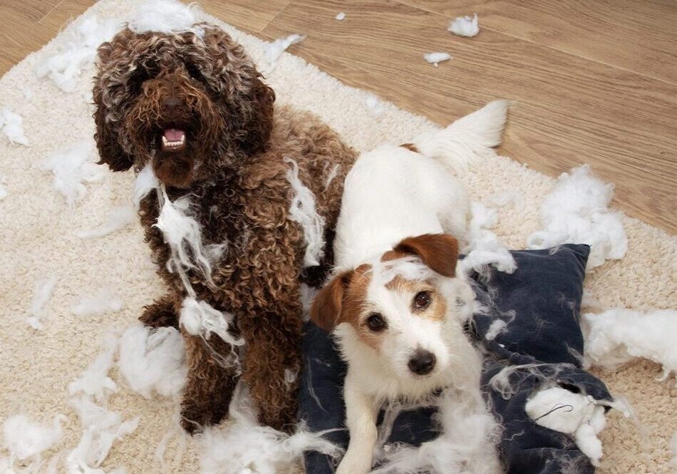 Dogs Shredding Pillow