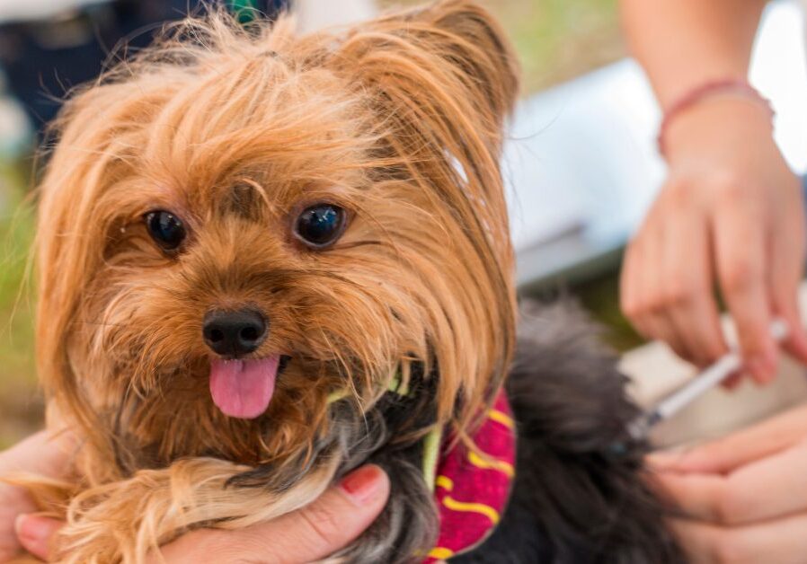 yorkshire terrier getting rabies vaccine in hind leg