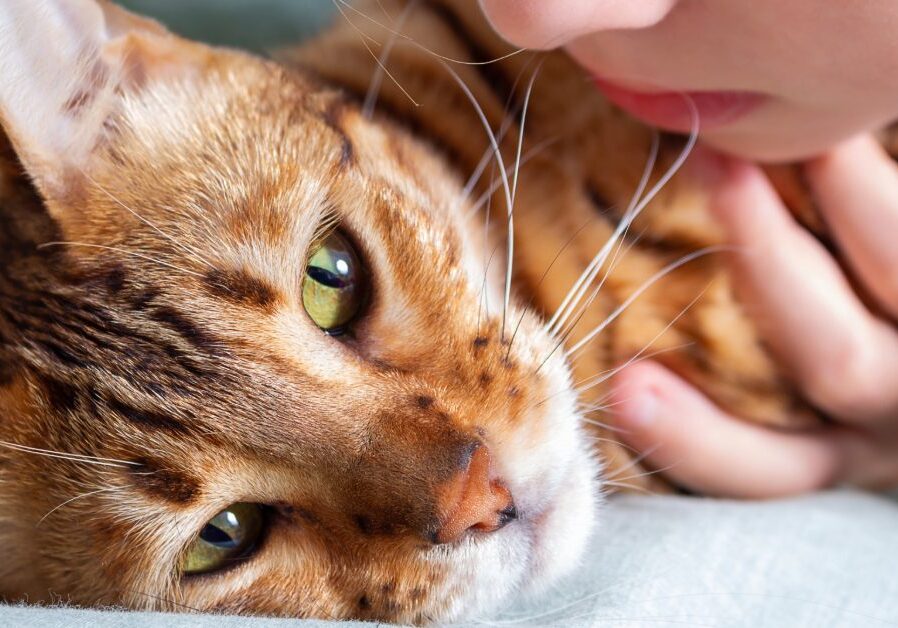 close up of worried owner leaning over cat laying on the floor