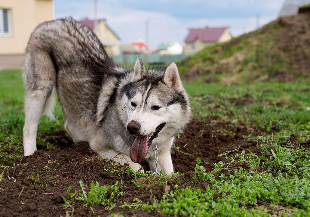 Husky digging a hole in the backyard