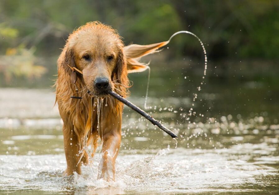 golden retriever carrying stick in water