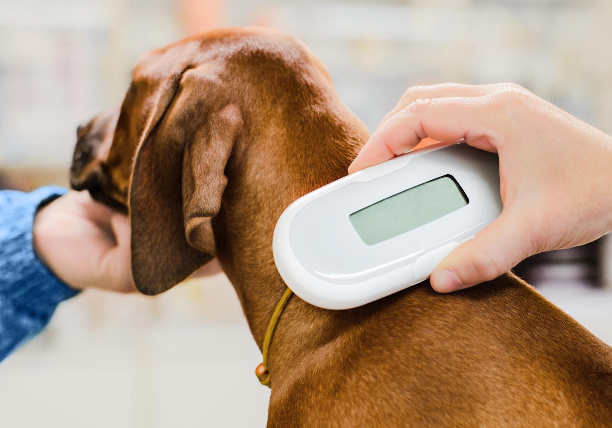 dog having their microchip checked during a wellness exam