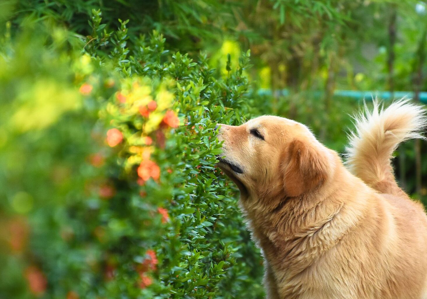 Plants Toxic To Dogs In Holmdel Nj