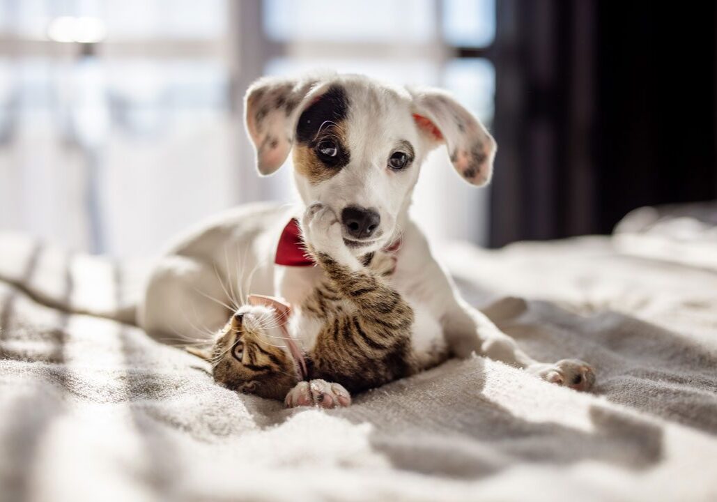puppy and kitten laying on bed and playing
