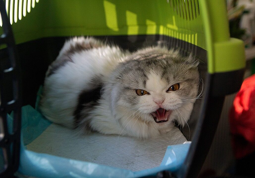 scared gray and white cat in a carrier hissing
