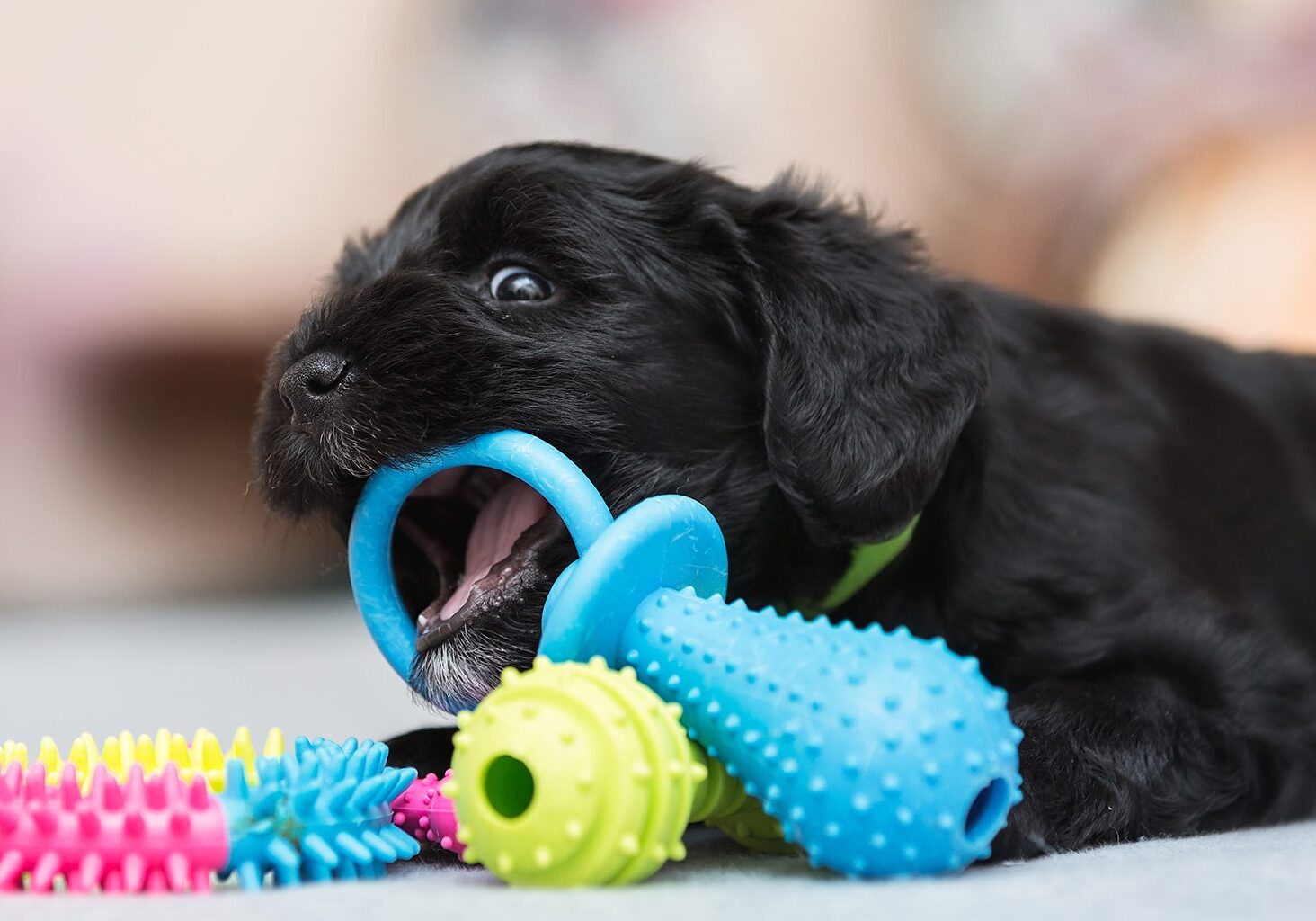 Teething Puppy Toys Holmdel Nj