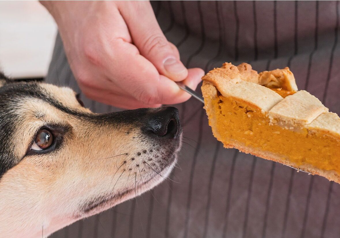 Thanksgiving Pet Safety