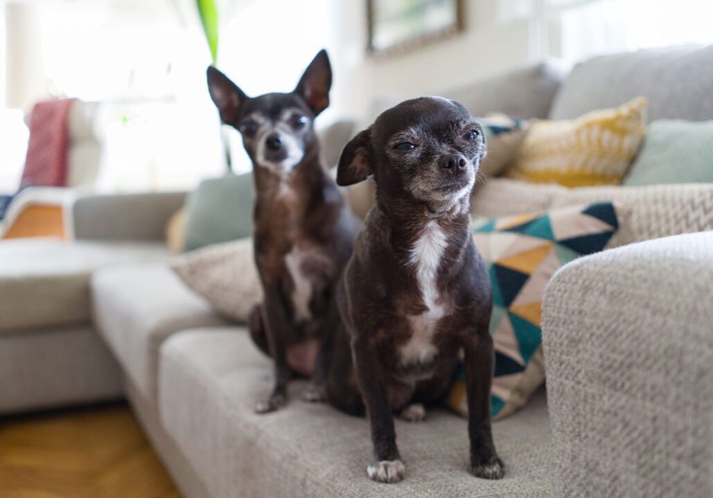 two black senior chihuahuas sitting on couch