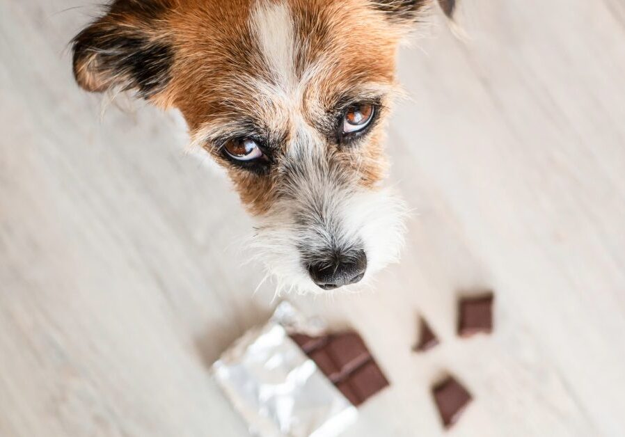 brown and white terrier dog looking up at person while standing above an open bar of chocolate on the floor