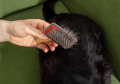 black cat being brushed with metal brush showing clumps of fur and dandruff