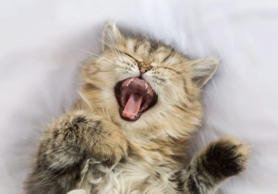 cat meowing while laying on its back