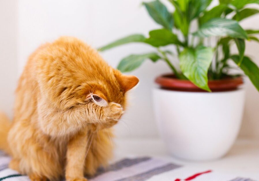 orange cat pawing at face after sneezing at home